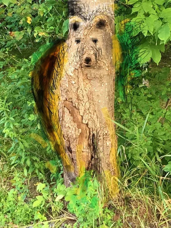 Barbara Taff — Bear Tree